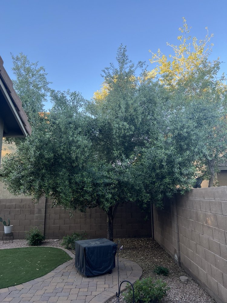 Next Level Tree Service - tree service in Glendale, AZ