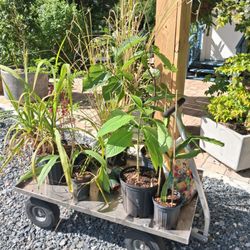 GreenDreams - Pigeon pea, turmeric, native grasses, sugarcane, mulberry, dragon fruit and more!!