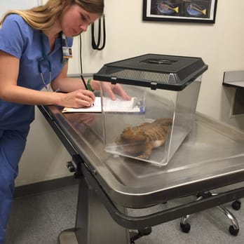UC Davis Veterinary Teaching Hospital - Courtney Blumer taking care of Phillis - Veterinarians Near Me - Davis, California UC Davis Veterinary Teaching Hospital - Courtney Blumer taking care of Phillis - Veterinarians Near Me - Davis, California