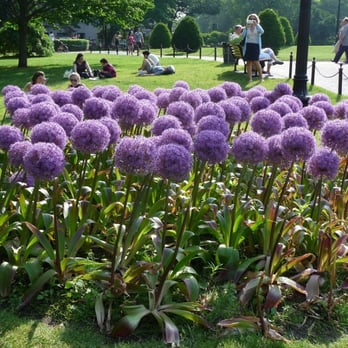 Boston Common - vibrant flowers in the summer - Parks Near Me - Boston, Massachusetts Boston Common - vibrant flowers in the summer - Parks Near Me - Boston, Massachusetts