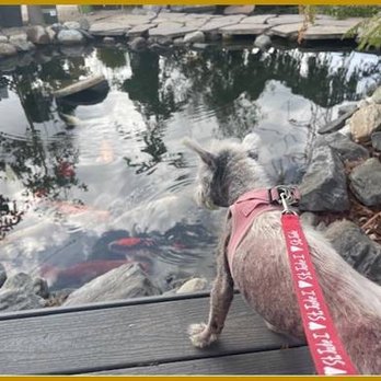 Glendora Gardens Nursery and Tree Farm - Bernie checking out the koi fish - Nurseries & Gardening Near Me - Glendora, California