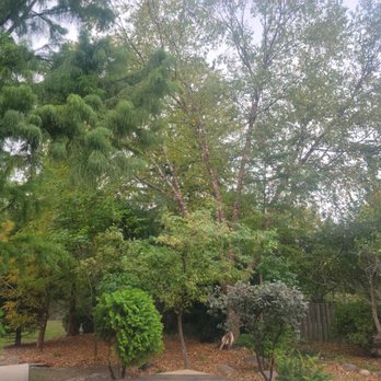 Vidito Tree Experts - Tree Services Near Me - Westmont, Illinois