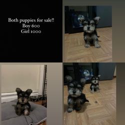 Peter Winter Roofing - Puppies for sale girl and boy the price is up there with the pictures