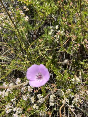 Mission Trails Regional Park by null