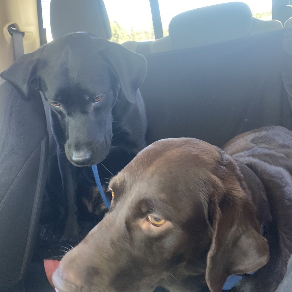 Dutch Bros Coffee - Pups finishing pupachino's - Coffee & Tea Near Me - Reno, Nevada Dutch Bros Coffee - Pups finishing pupachino's - Coffee & Tea Near Me - Reno, Nevada
