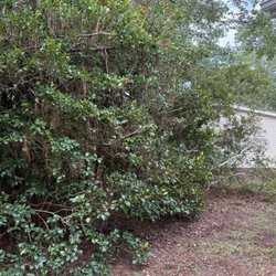 Arbory Masters - Another view of side yard showing pathway that was nonexistent before cutting.