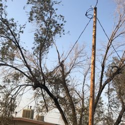Sims Tree Service - Power line clearance