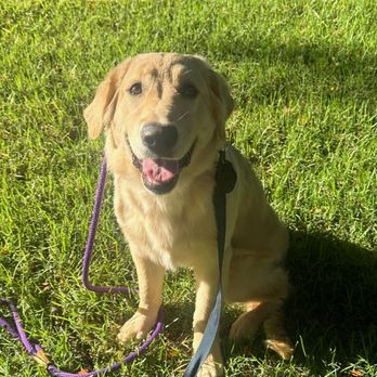 Island Dog Obedience - Pet Training Near Me - Honolulu, Hawaii Island Dog Obedience - Pet Training Near Me - Honolulu, Hawaii