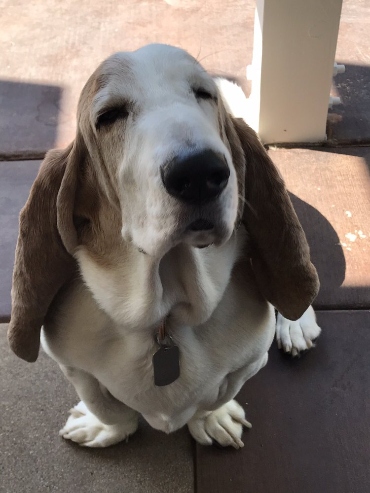 CHANDLER ANIMAL CLINIC Updated October 2024 206 S Sandy Ln