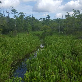 Blue Elbow Swamp - Parks Near Me - Orange, Texas