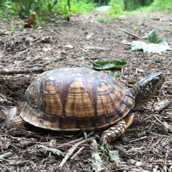 City of Cayce - Box turtle preparing the lay eggs (#2)! - Hiking Near Me - Cayce, South Carolina
