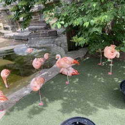 Flamingos Flamingos