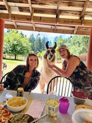Vashon Llamas by null