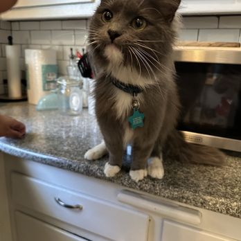 Paw Paw Pet Grooming - Pet Groomers Near Me - Alhambra, California Paw Paw Pet Grooming - Pet Groomers Near Me - Alhambra, California