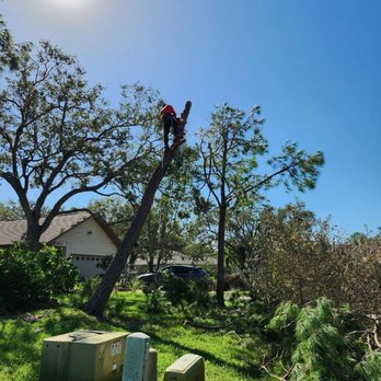 Quality Roots Tree Service - Tree Services Near Me Quality Roots Tree Service - Tree Services Near Me
