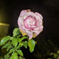 Bellingrath's Magic Christmas In Lights