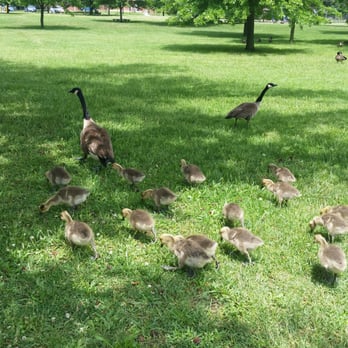 Burba Lake - Aren't they just darling:) - Lakes Near Me - Fort Meade, Maryland Burba Lake - Aren't they just darling:) - Lakes Near Me - Fort Meade, Maryland