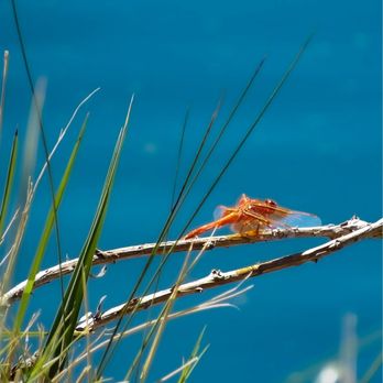 Evergreen Village Square - Flame Skimmer - Shopping Centers Near Me - San Jose, California