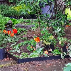 Minetta Triangle - Flowers in spring