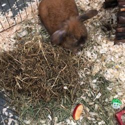 Lamont City Farm Project