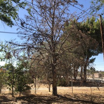 Tip Top Arborists - Before - Tree Services Near Me - Lancaster, California