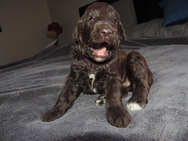 Shannon's Shamrock Kennels Image