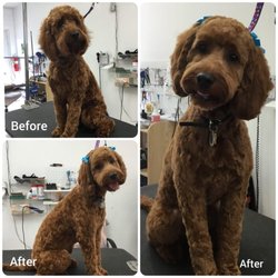 Groomingdales by Sarah - Before and after of a golden doodle