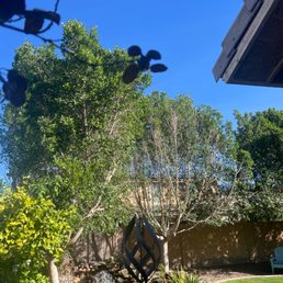 Ficus trees after the trim. I know they look a little funny, but this is what I asked for.
