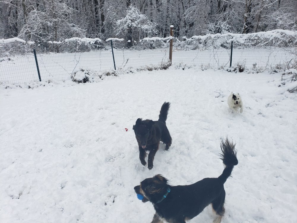 DOGGY WORKOUT Updated September 2024 Alexandria, Virginia Dog Walkers Phone Number Yelp