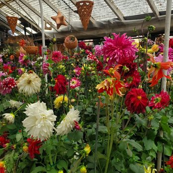 City Floral - Nurseries & Gardening Near Me - Denver, Colorado City Floral - Nurseries & Gardening Near Me - Denver, Colorado