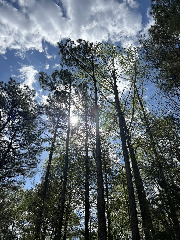 Urban Legend Tree Service - veterans service organization in Chesterfield, VA