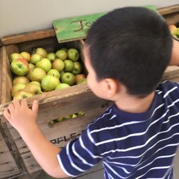 a young boy picking apples from a crate a young boy picking apples from a crate