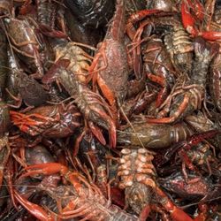 Stuffed Cajun Meat Market - Rotten dead crawfish
