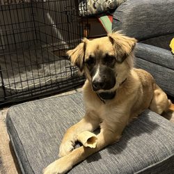 Mount Pleasant Animal Shelter - Thousands of dollars later I was able to save her life when the shelter did not.   I'm a widow and an mom. I'm still paying off this bill.