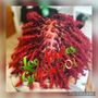 Photo of Loc Styles Galore 901