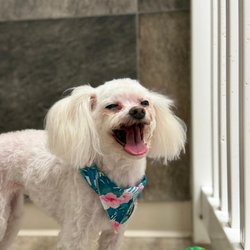 Pristine Pawz Grooming