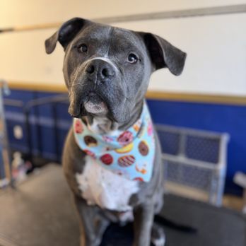 Pet Pros - Pet Groomers Near Me - Roseburg, Oregon Pet Pros - Pet Groomers Near Me - Roseburg, Oregon