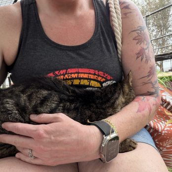 Lanai Cat Sanctuary - Medically fragile baby from the Maui fires - such a love - Animal Shelters Near Me - Lanai City, Hawaii Lanai Cat Sanctuary - Medically fragile baby from the Maui fires - such a love - Animal Shelters Near Me - Lanai City, Hawaii