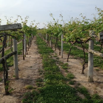 Schorr Lake Vineyard - Wineries Near Me - Waterloo, Illinois Schorr Lake Vineyard - Wineries Near Me - Waterloo, Illinois