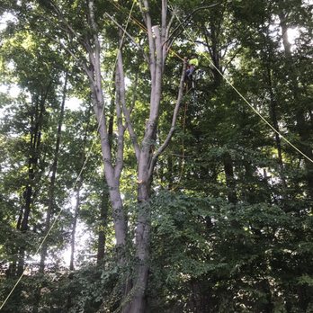Blue Ridge Tree Experts - Tree Services Near Me