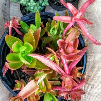 Star Nursery - Nice color pops... to replace my indoor plant that died :( - Nurseries & Gardening Near Me - Las Vegas, Nevada Star Nursery - Nice color pops... to replace my indoor plant that died :( - Nurseries & Gardening Near Me - Las Vegas, Nevada