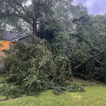 Cams Tree Service - Fallen trees - Tree Services Near Me Cams Tree Service - Fallen trees - Tree Services Near Me