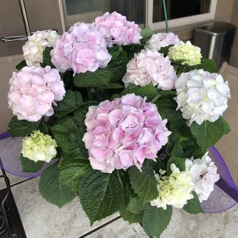 Arrowhead Flowers - Lovely bouquet! - Florists Near Me - Glendale, Arizona Arrowhead Flowers - Lovely bouquet! - Florists Near Me - Glendale, Arizona