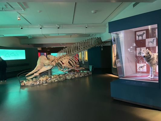 Arctic University Museum of Norway by null