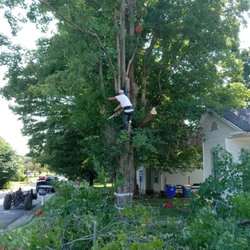 Accurate Tree Service 1