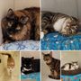 Photo of The Cat Chalet