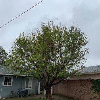 Natural Wonders Trees - OK, this one was not as artistic as the one in front but I was still happy with it. - Tree Services Near Me - Los Angeles, California
