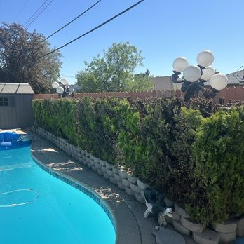 J Donis Tree Service - After tree trimming - Tree Services Near Me