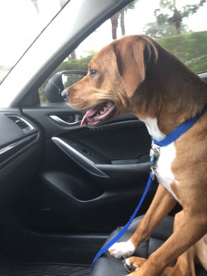 wiles animal hospital