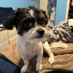 Kelsey's Mobile Paw Spaw - The first photo is what Petco did to her and the last two are how Kelsey left her!